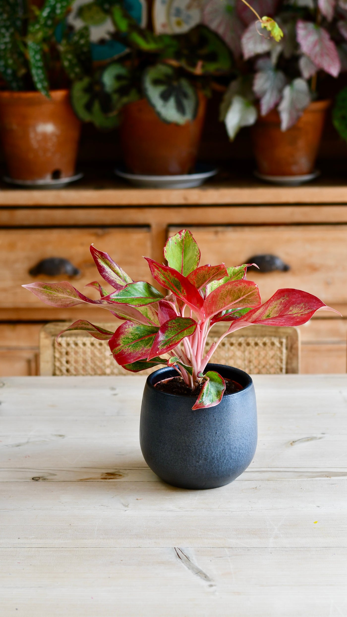 Aglaonema Crete