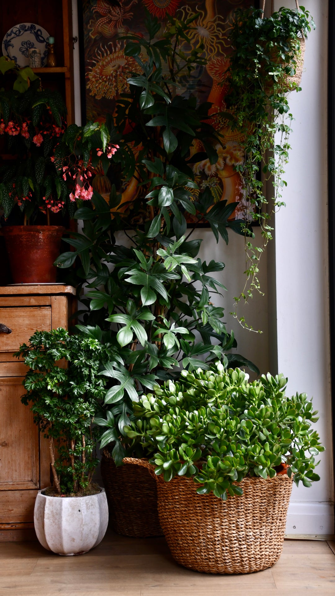 large jade plant for sale uk Grand Crassula ovata – XXL Statement Plant – Happy Houseplants