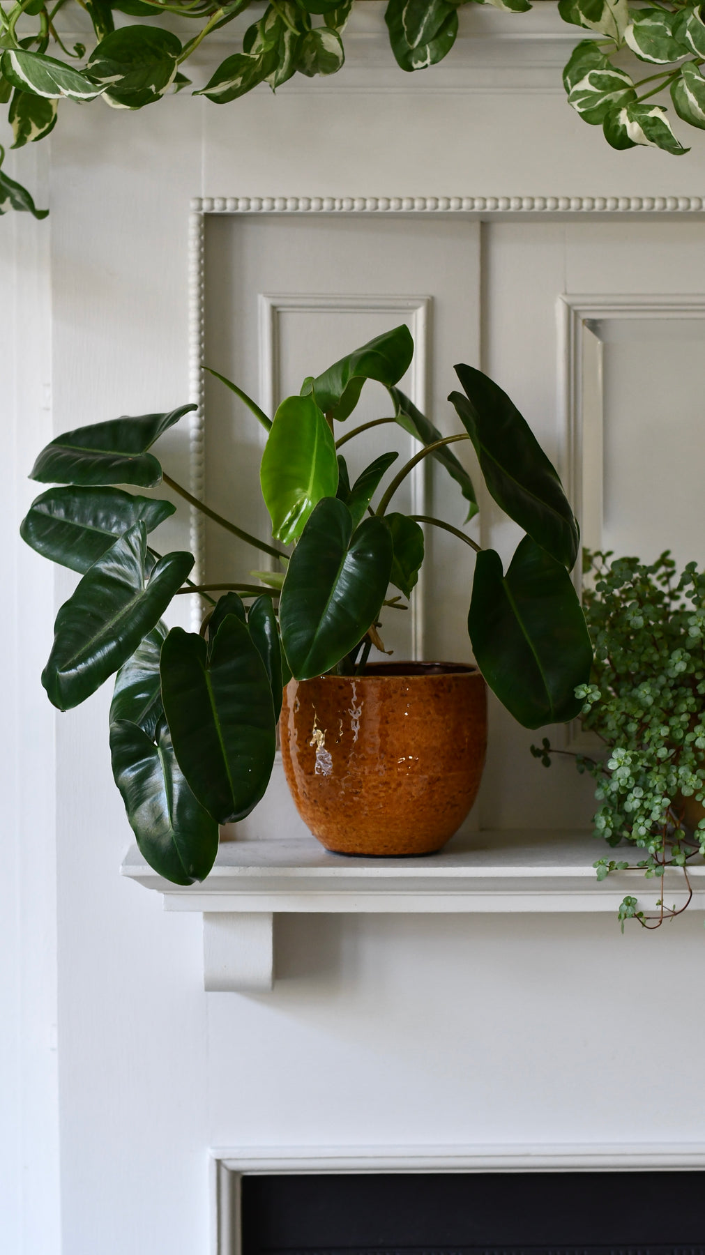philodendron burle marx indoor care Philodendron Burle Marx | Rare Indoor Plants