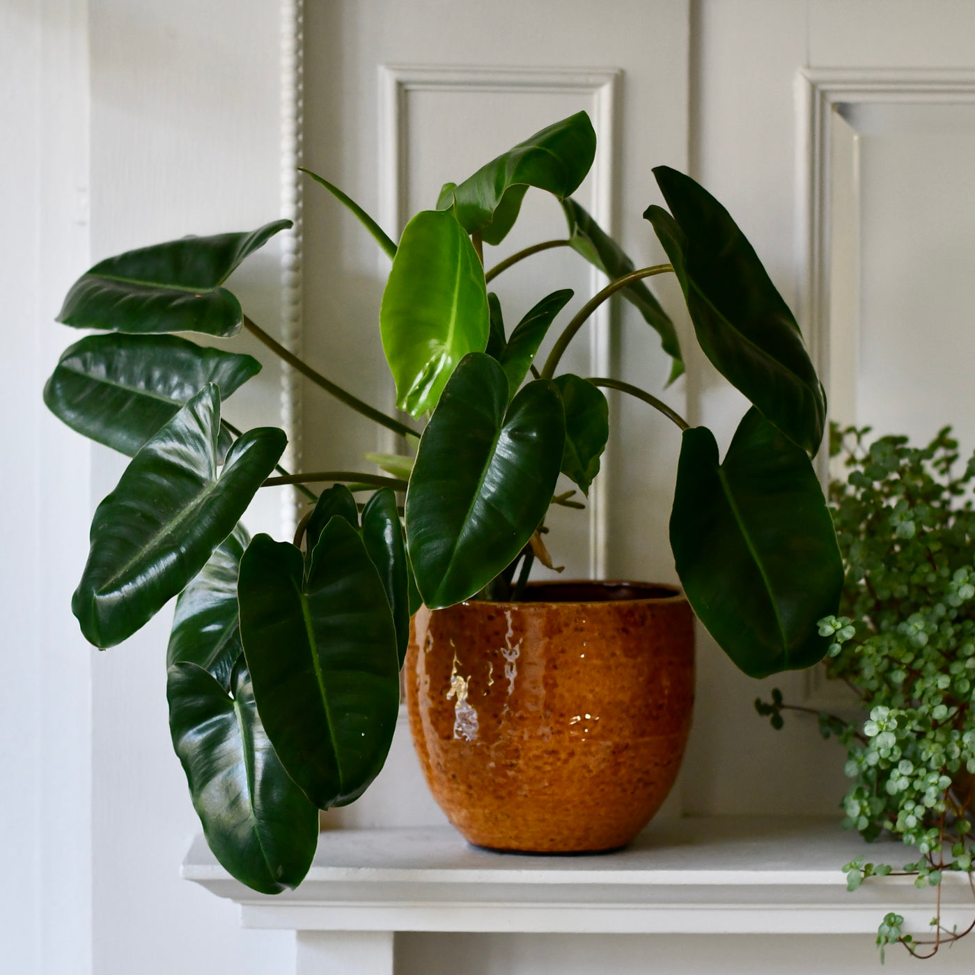 ochre plant pot Jolin Ochre Planter – 14cm – Happy Houseplants