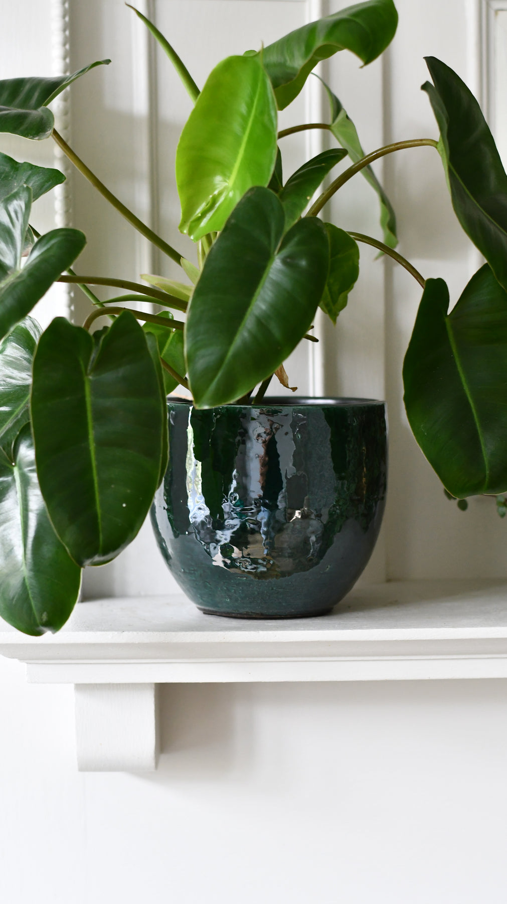 Philodendron Burle Marx