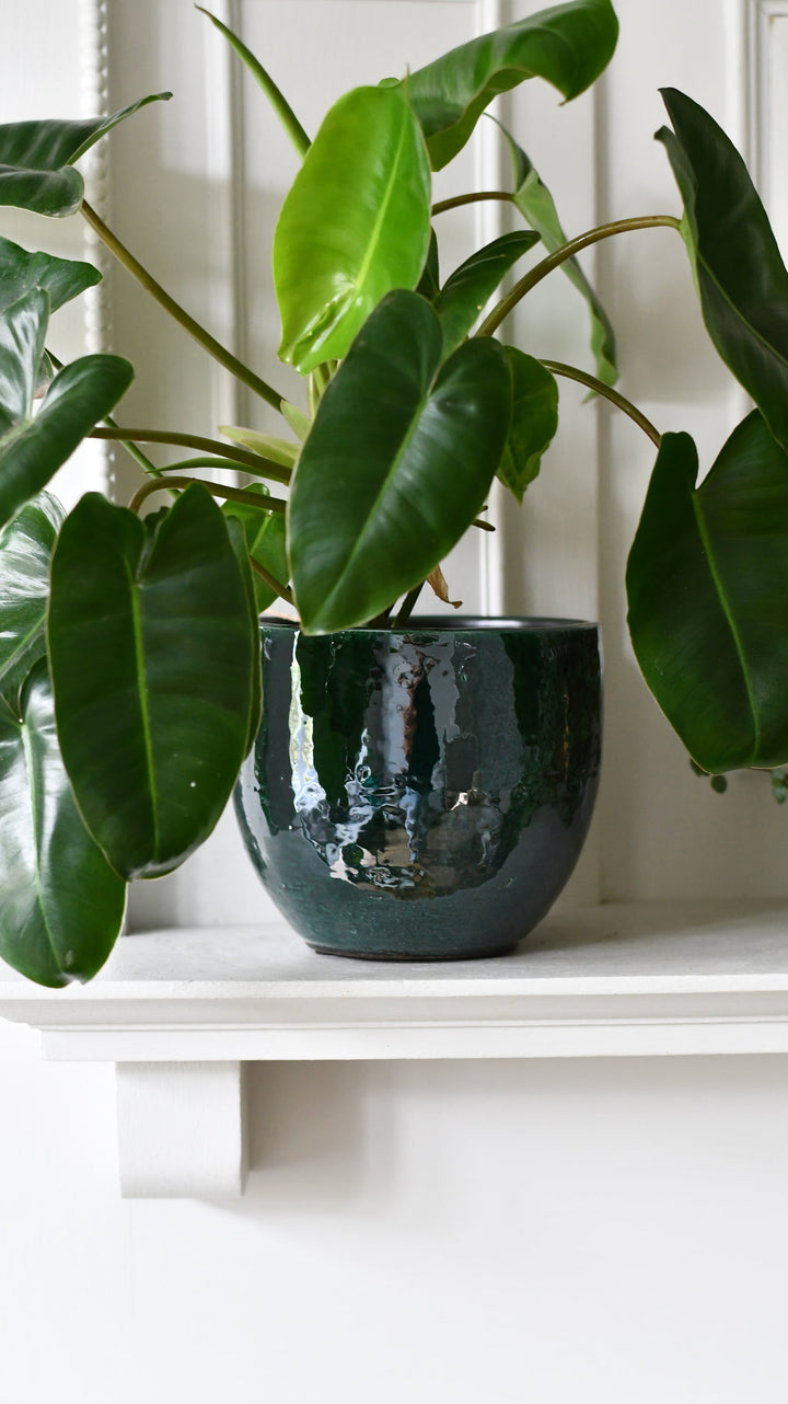 Philodendron Burle Marx | Rare Indoor Plants
