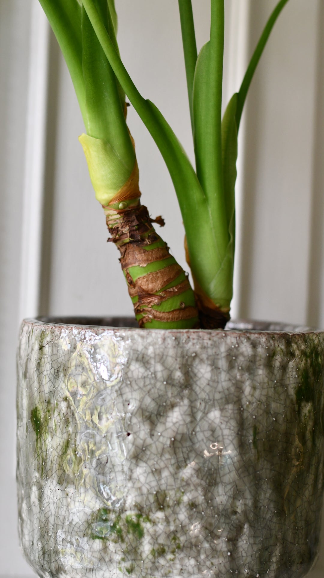 Alocasia Cucullata – Buddha's Palm – Happy Houseplants