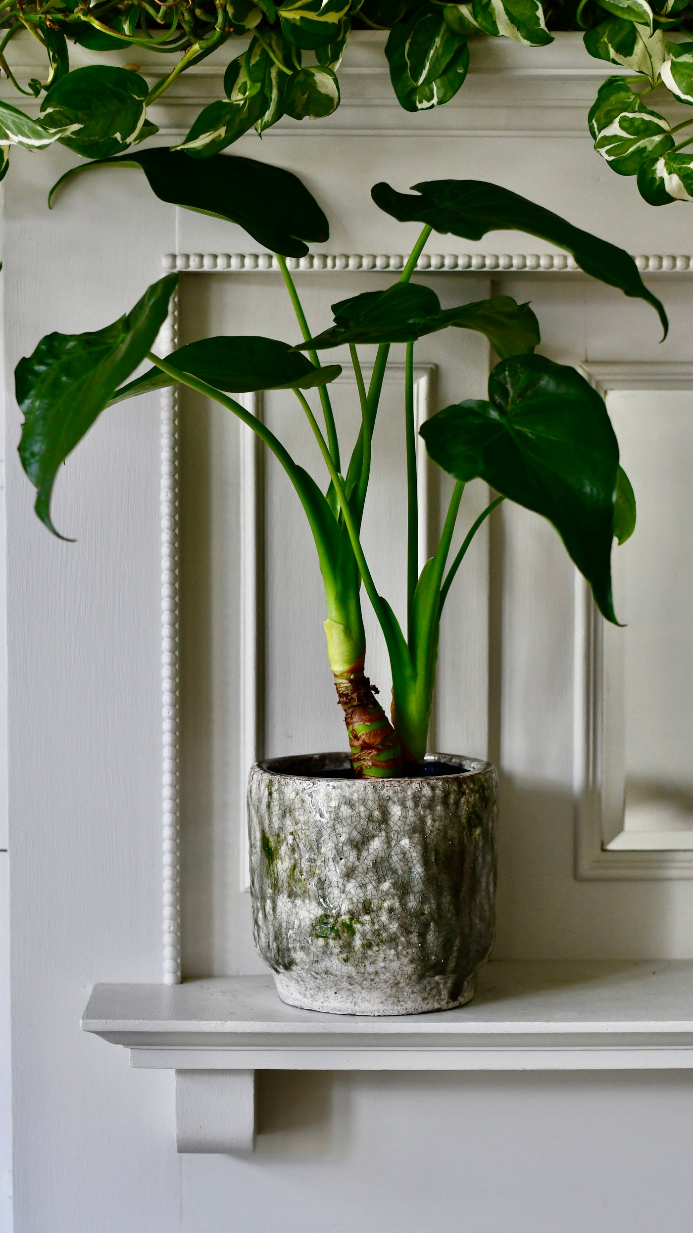 buddhist palm plant Alocasia Cucullata – Buddha's Palm – Happy Houseplants