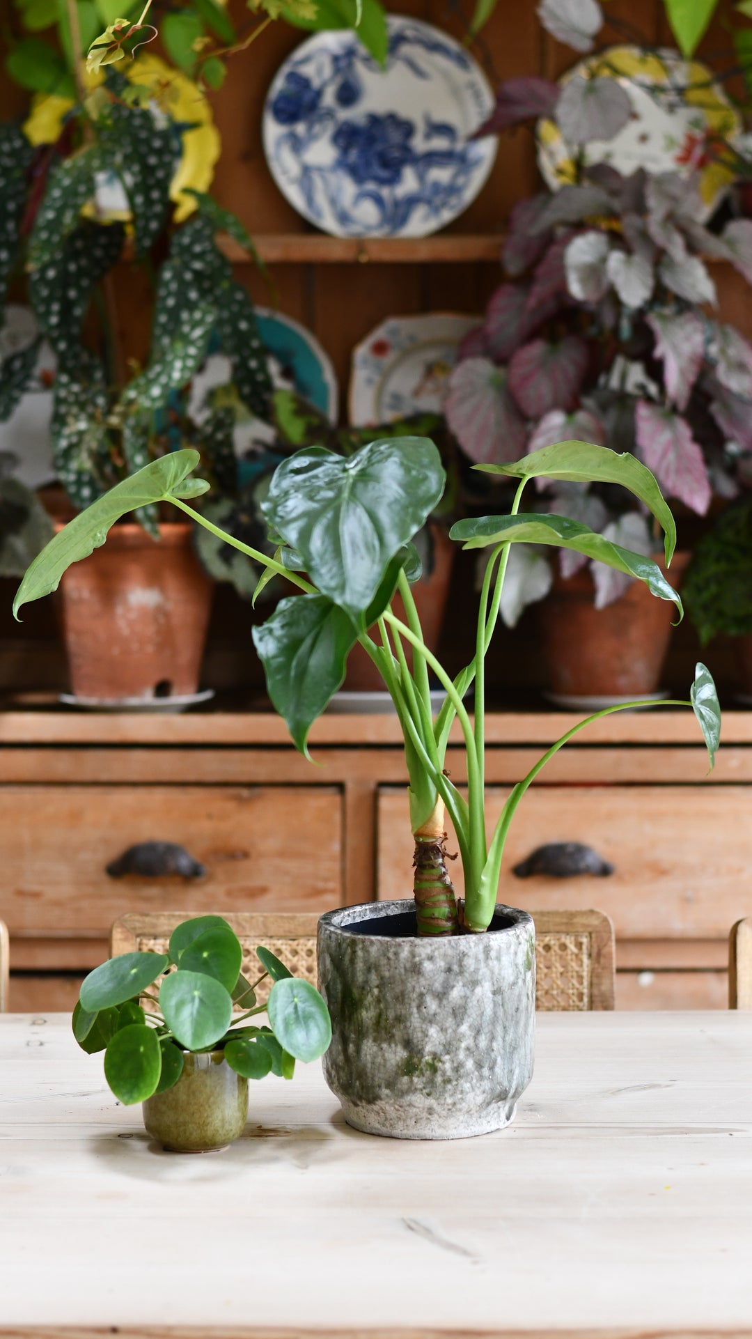 buddha palm plant Alocasia Buddha's Palm main image 0