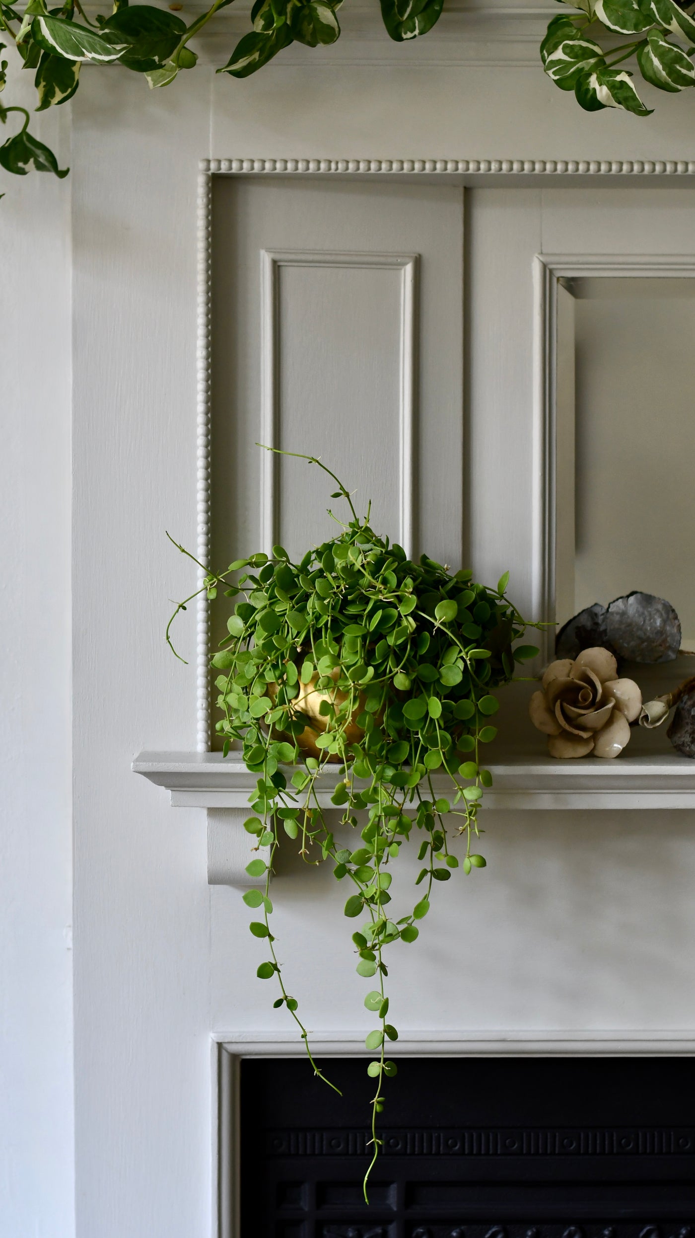 string of nickels hanging plant Dischidia nummularia – String of Nickels – Happy Houseplants