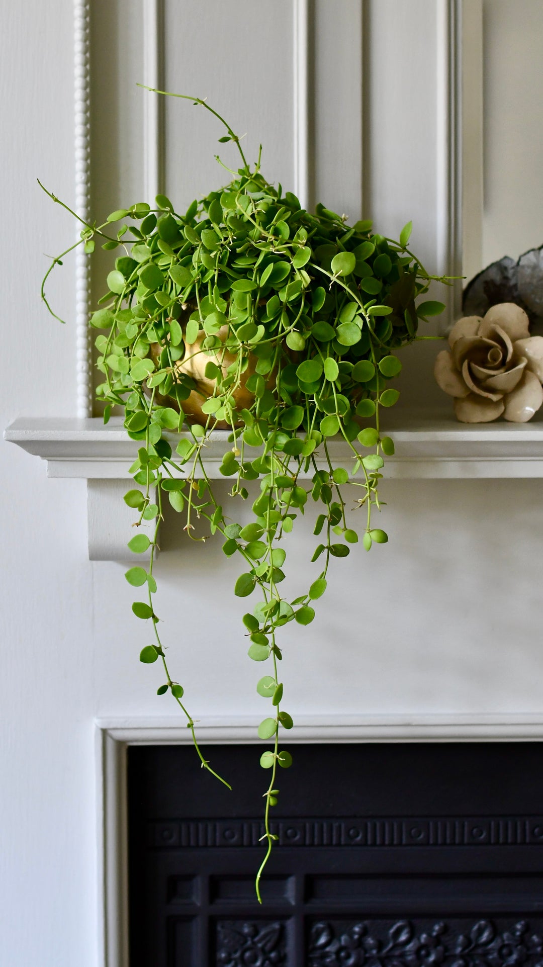 round leaf hanging plant Dischidia nummularia – String of Nickels – Happy Houseplants