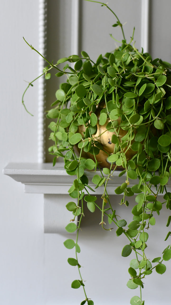 string house plants Dischidia nummularia – String of Nickels – Happy Houseplants