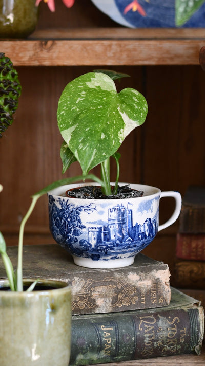 Baby Thai Constellation Monstera – Variegated Cheese Plant