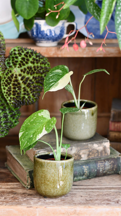Baby Thai Constellation Monstera – Variegated Cheese Plant
