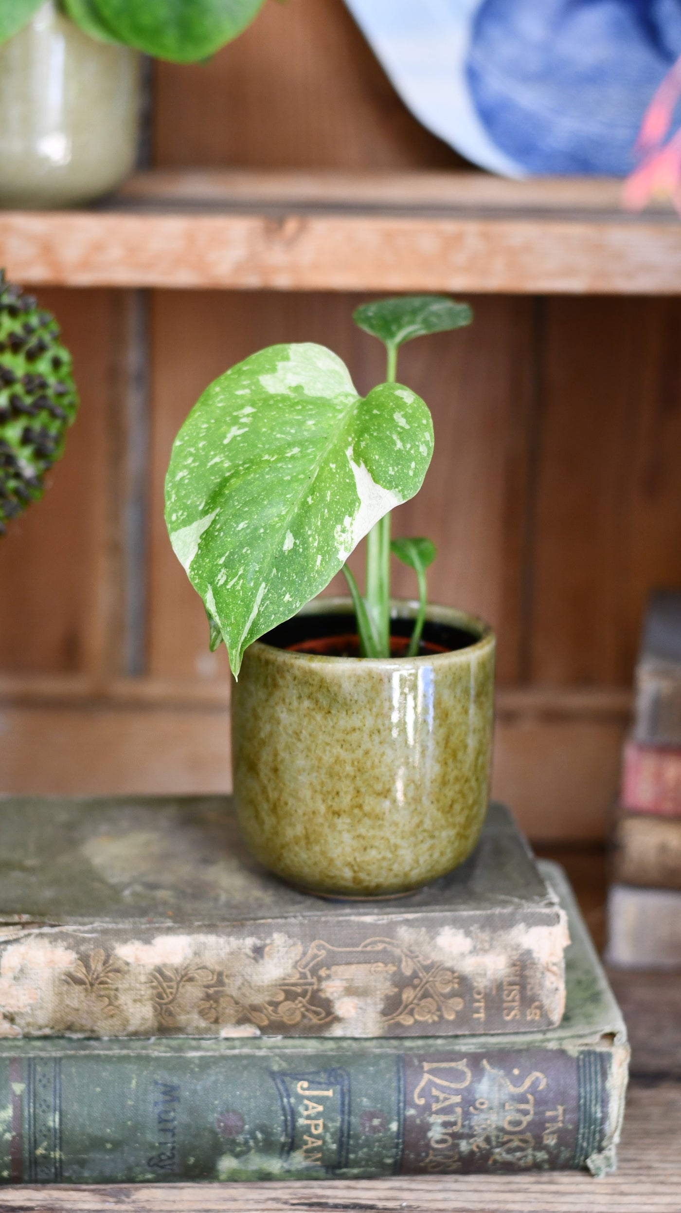 Baby Thai Constellation Monstera – Variegated Cheese Plant