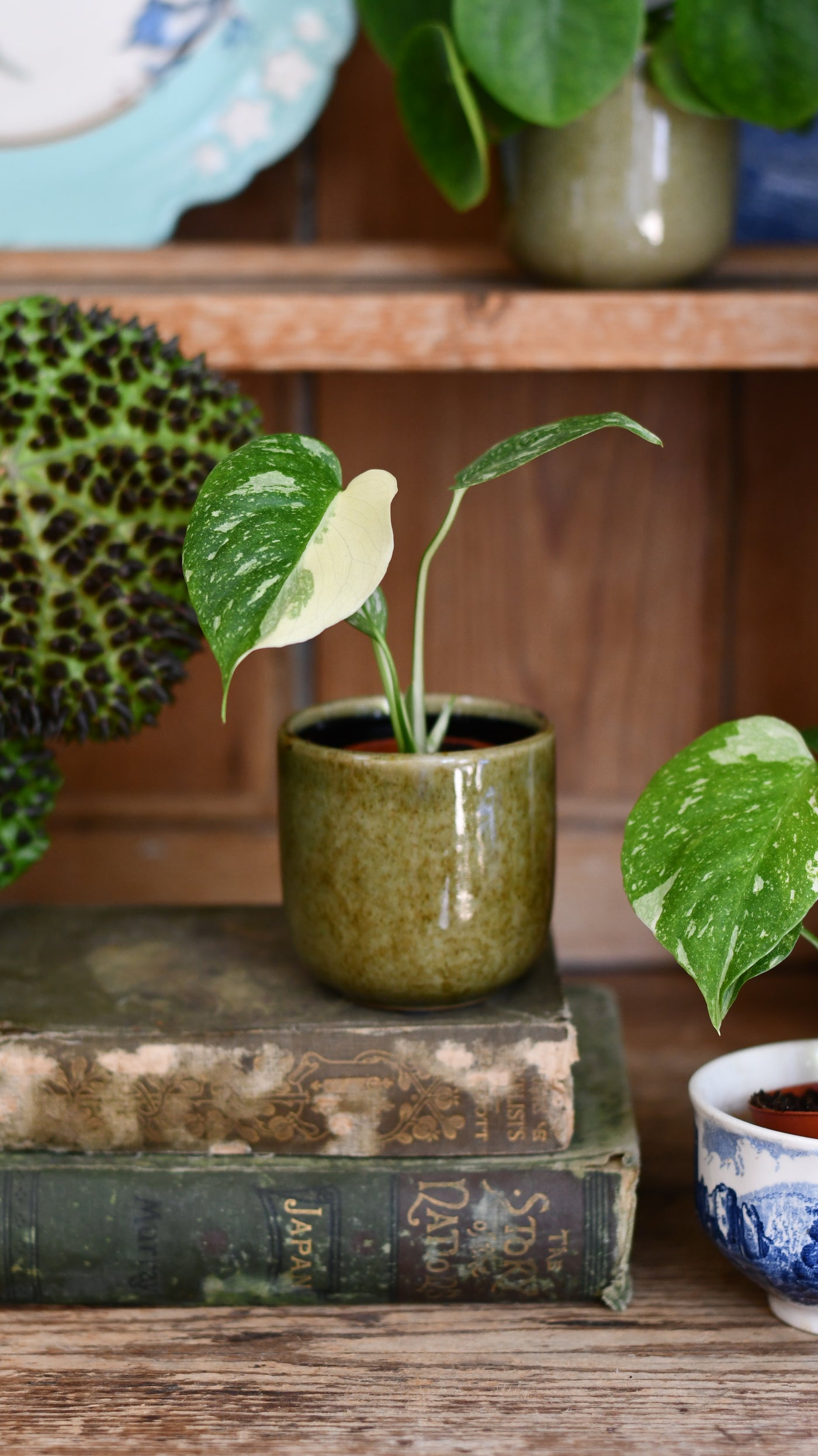 Baby Thai Constellation Monstera – Variegated Cheese Plant