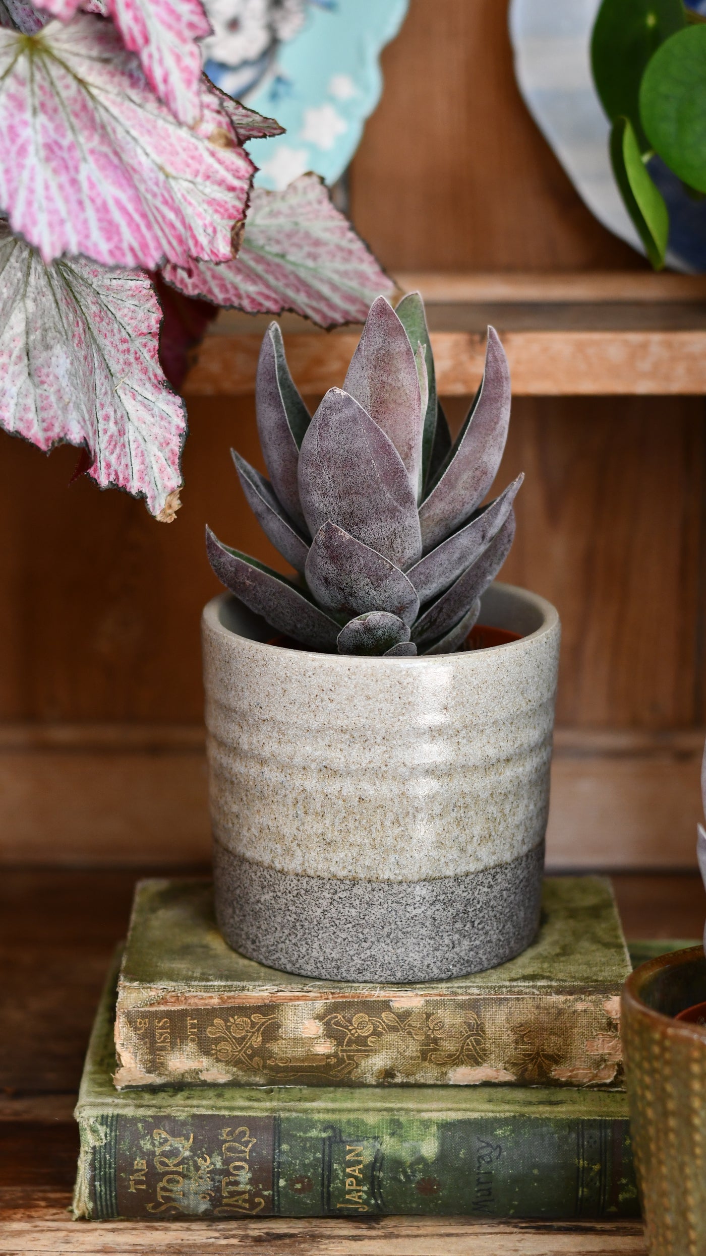 Crassula 'Garnet Lotus' (Red Lotus Crassula, Crassula capitella hybrid)