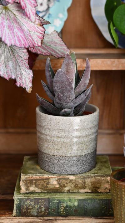 Crassula 'Garnet Lotus' (Red Lotus Crassula, Crassula capitella hybrid)