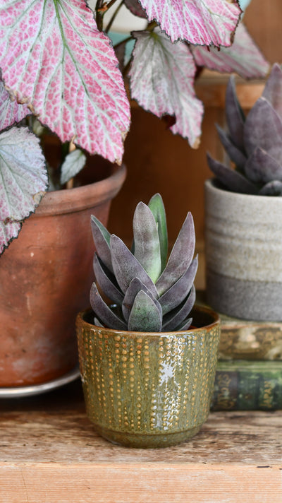 Crassula 'Garnet Lotus' (Red Lotus Crassula, Crassula capitella hybrid)
