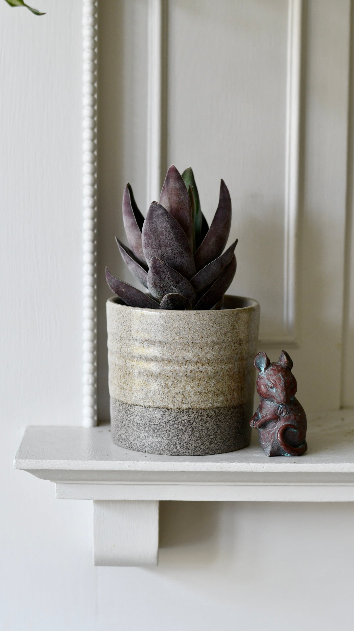 Crassula 'Garnet Lotus' (Red Lotus Crassula, Crassula capitella hybrid)