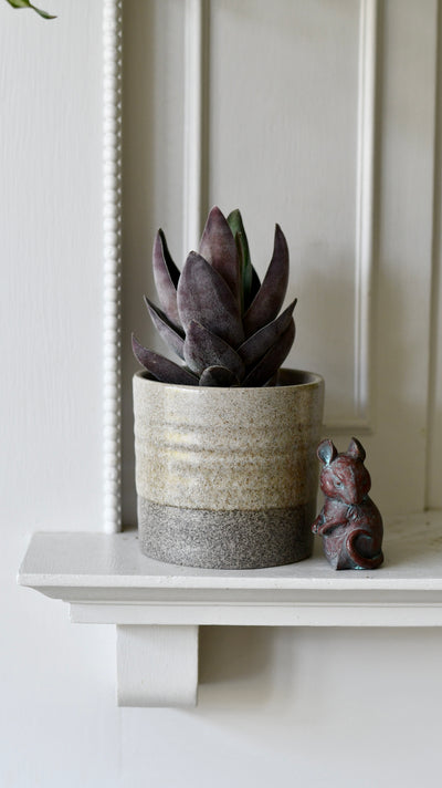 Crassula 'Garnet Lotus' (Red Lotus Crassula, Crassula capitella hybrid)