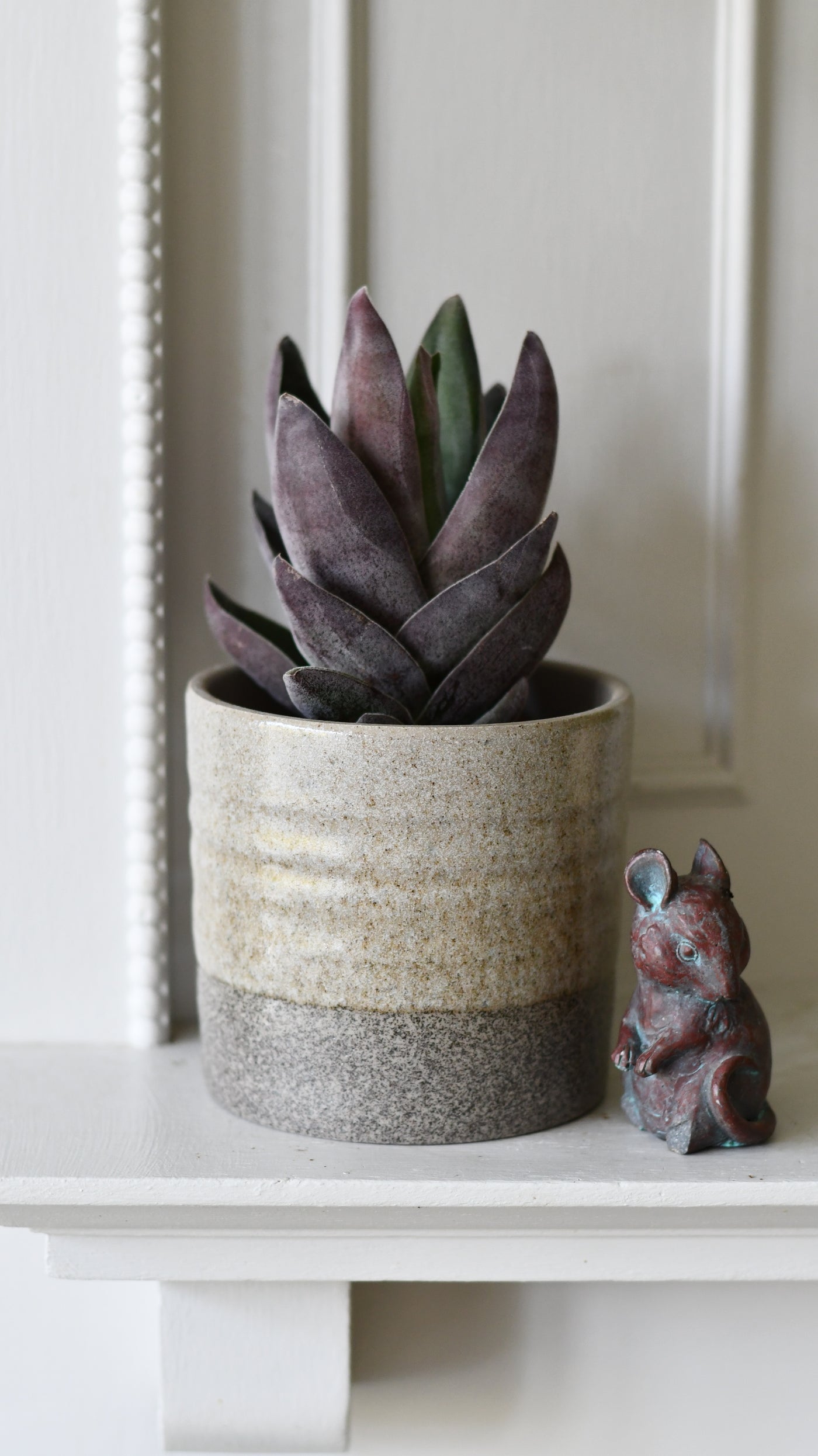 Crassula 'Garnet Lotus' (Red Lotus Crassula, Crassula capitella hybrid)