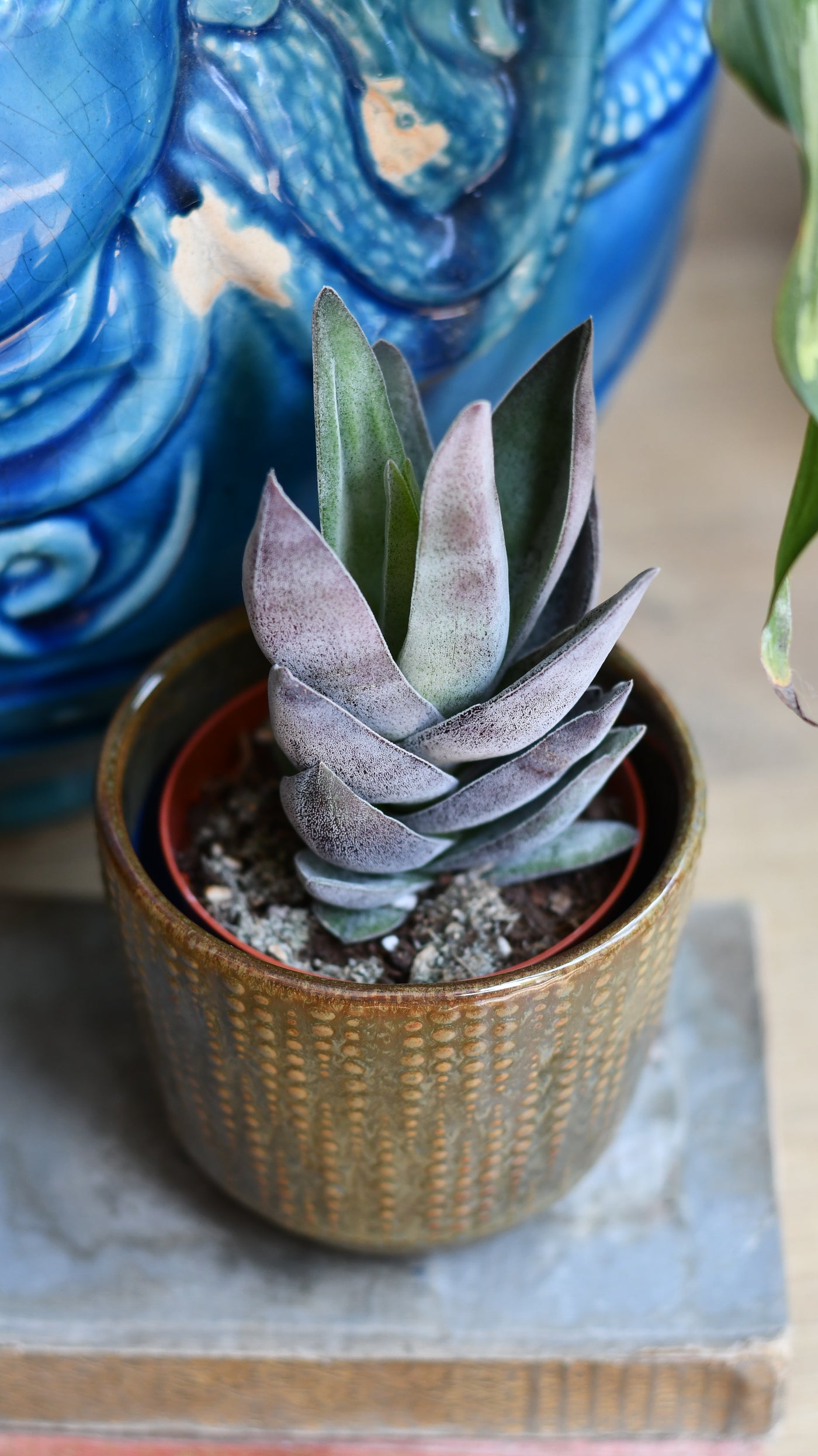 Crassula 'Garnet Lotus' (Red Lotus Crassula, Crassula capitella hybrid)