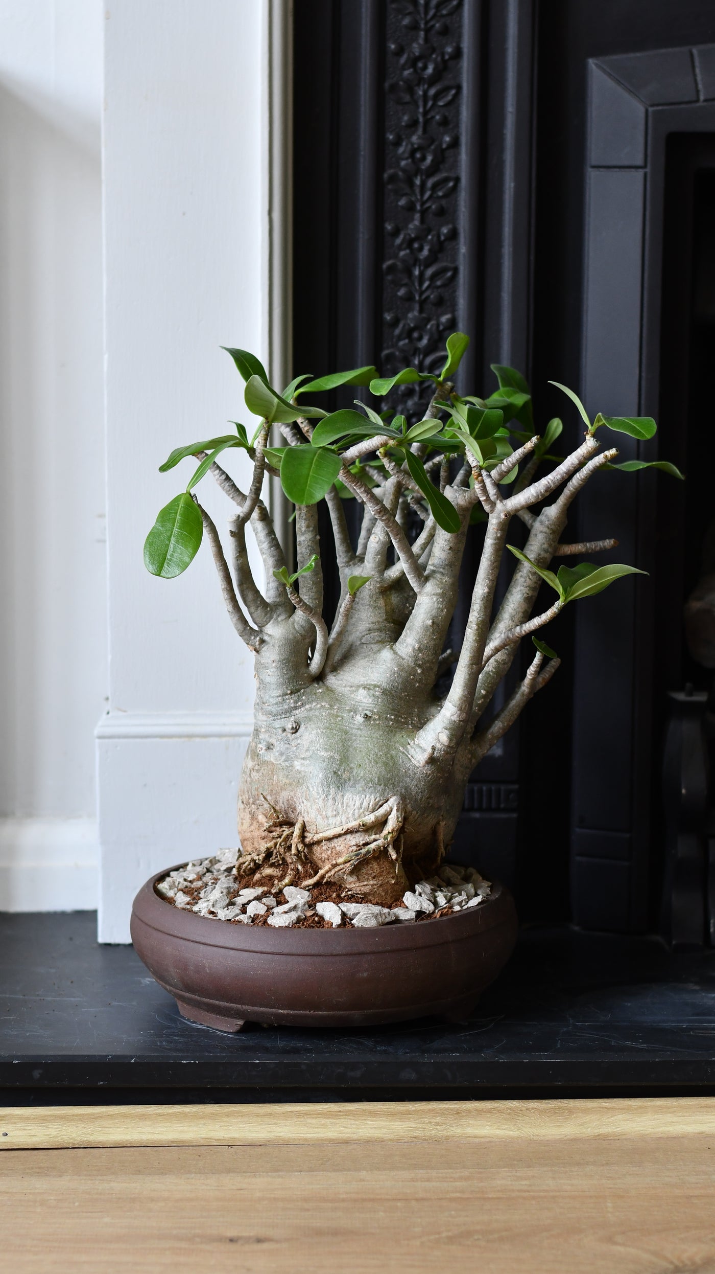 Large Adenium Obese Sculpture (Desert Rose / Impala Lily) – W24cm x H60cm