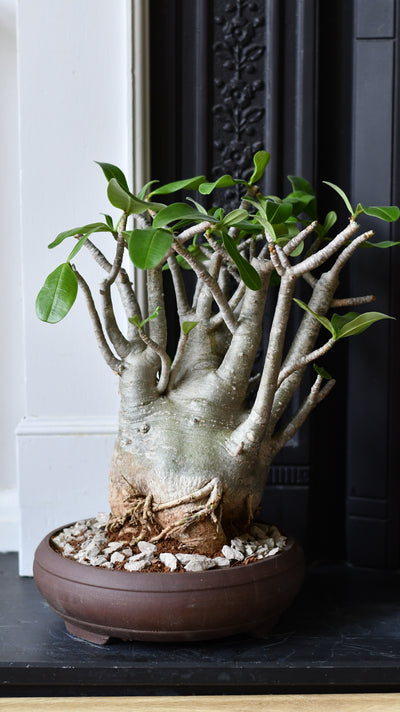 Large Adenium Obese Sculpture (Desert Rose / Impala Lily) – W24cm x H60cm
