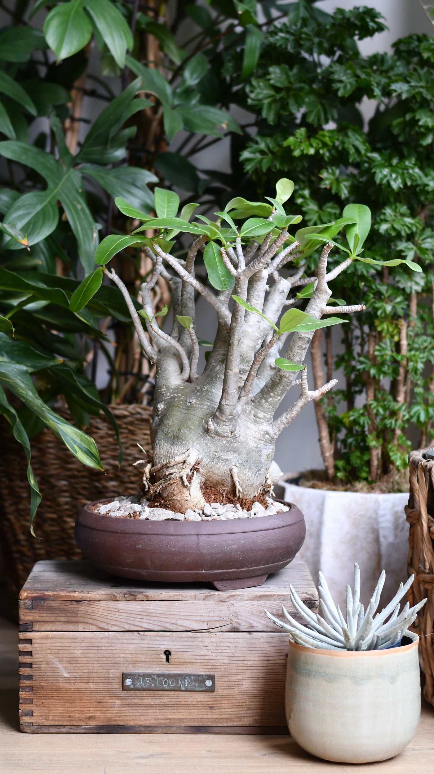 Large Adenium Obese Sculpture (Desert Rose / Impala Lily) – W24cm x H60cm