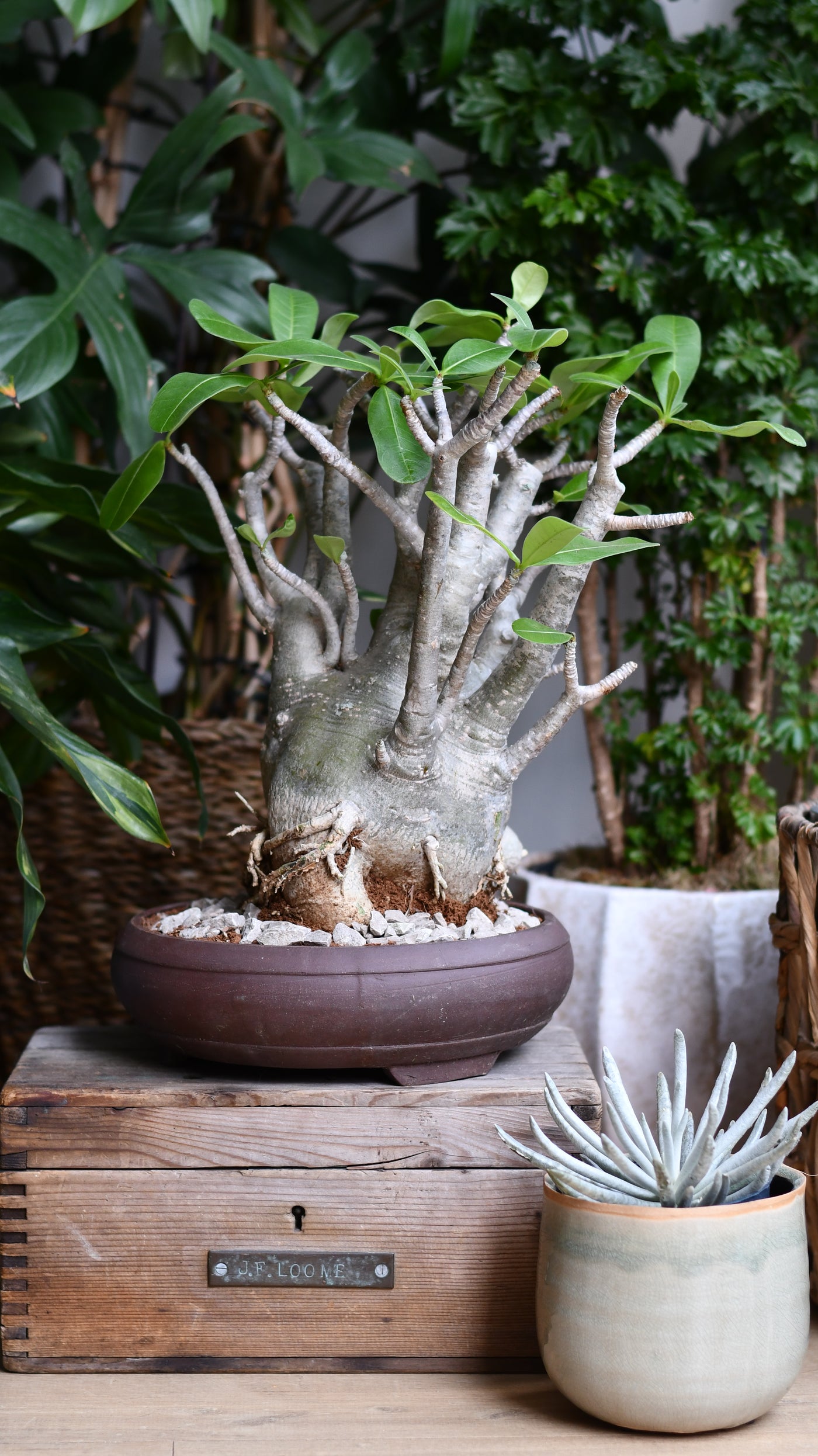 Large Adenium Obese Sculpture (Desert Rose / Impala Lily) – W24cm x H60cm