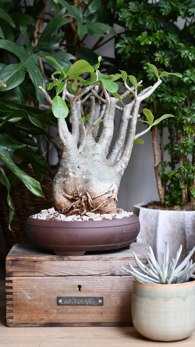 Large Adenium Obese Sculpture (Desert Rose / Impala Lily) – W24cm x H60cm