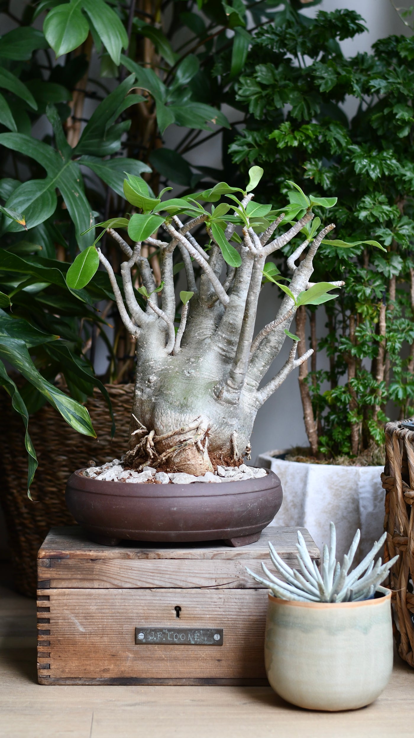 Large Adenium Obese Sculpture (Desert Rose / Impala Lily) – W24cm x H60cm