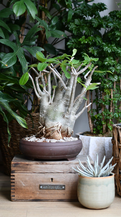 Large Adenium Obese Sculpture (Desert Rose / Impala Lily) – W24cm x H60cm