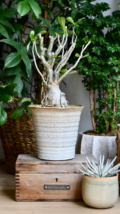 Adenium Obese Sculpture – Medium Desert Rose (W17cm x H50cm)