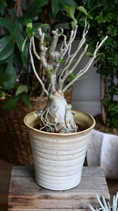 Adenium Obese Sculpture – Medium Desert Rose (W17cm x H50cm)