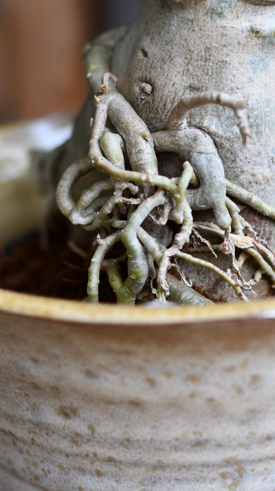 Adenium Obese Sculpture – Medium Desert Rose (W17cm x H50cm)