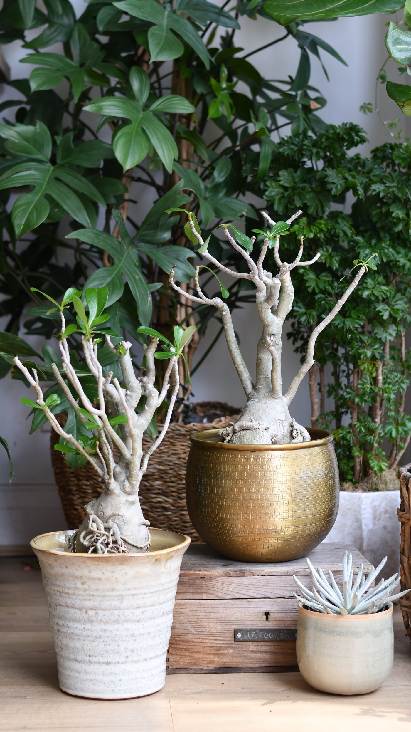 Adenium Obese Sculpture – Medium Desert Rose (W17cm x H50cm)