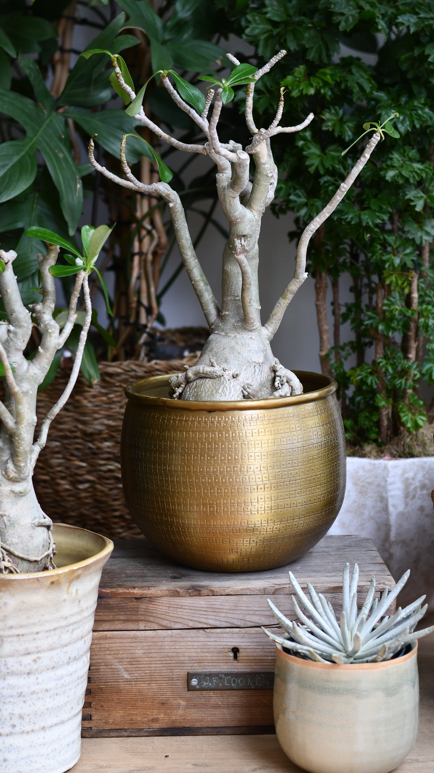 Adenium Obese Sculpture – Medium Desert Rose (W17cm x H50cm)