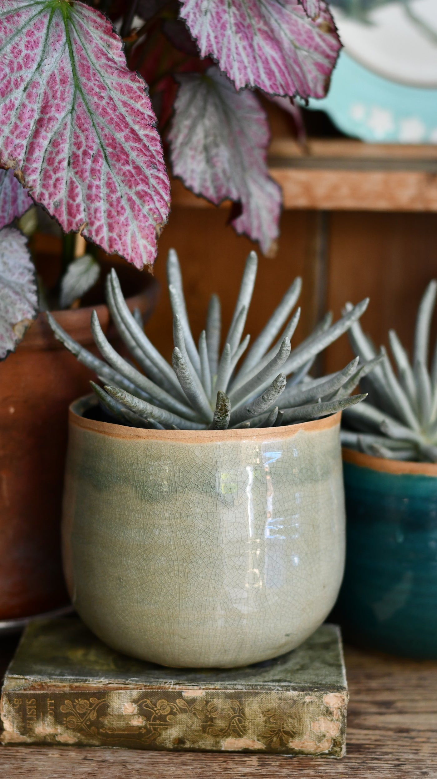 Senecio scaposus ( Silver Coral, Woolly Senecio, Silver Spider, Senecio haworthii hybrid)
