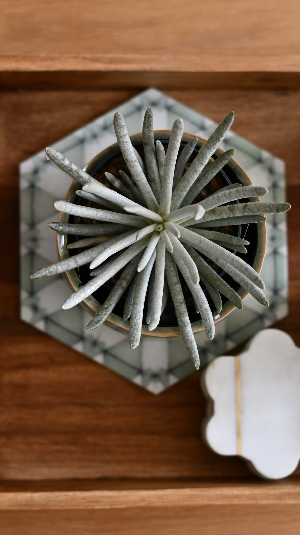 Senecio scaposus ( Silver Coral, Woolly Senecio, Silver Spider, Seneci ...