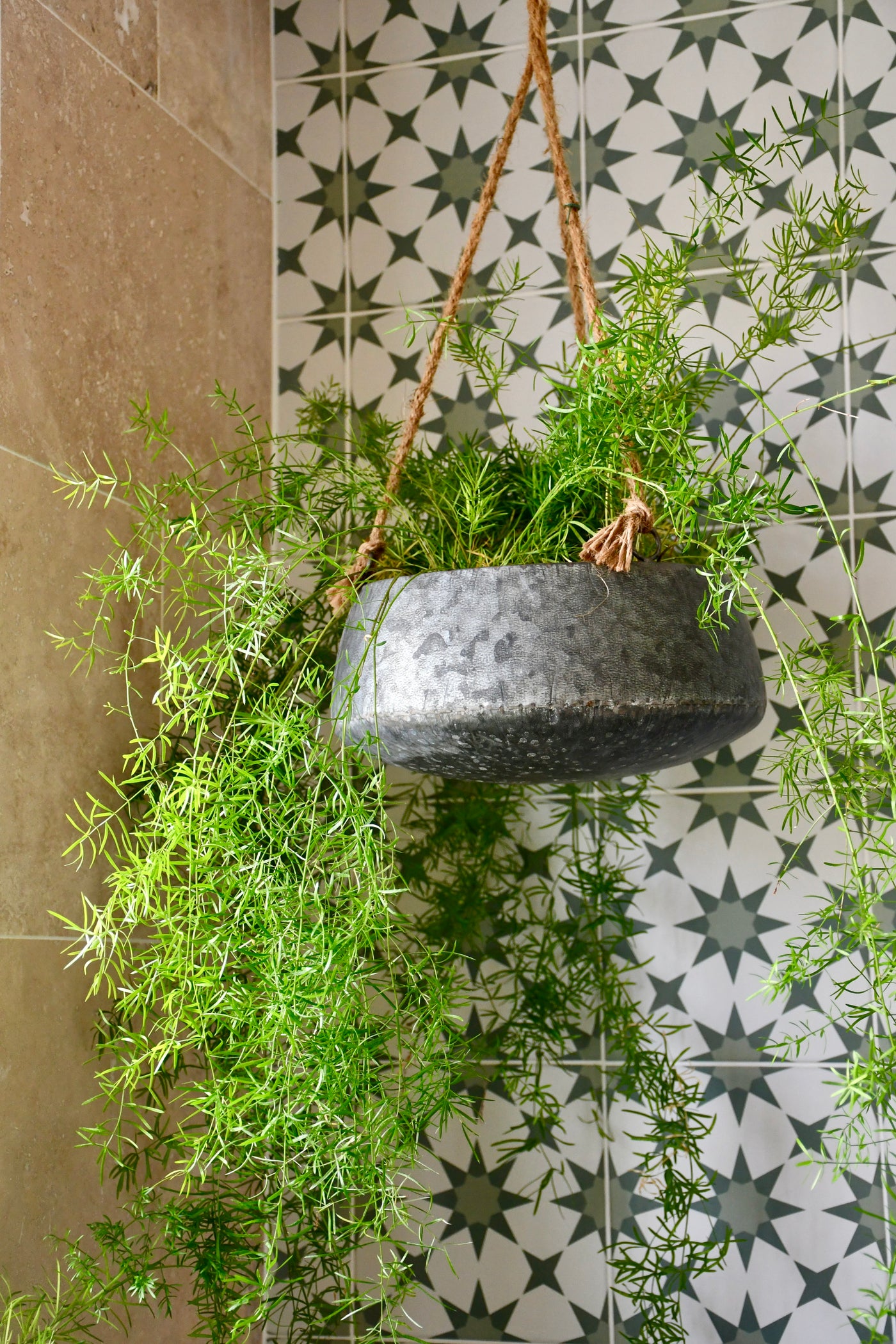 asparagus setaceus hanging fern plant Callisia Fragrans - Basket Plant | Care, Styling & Benefits