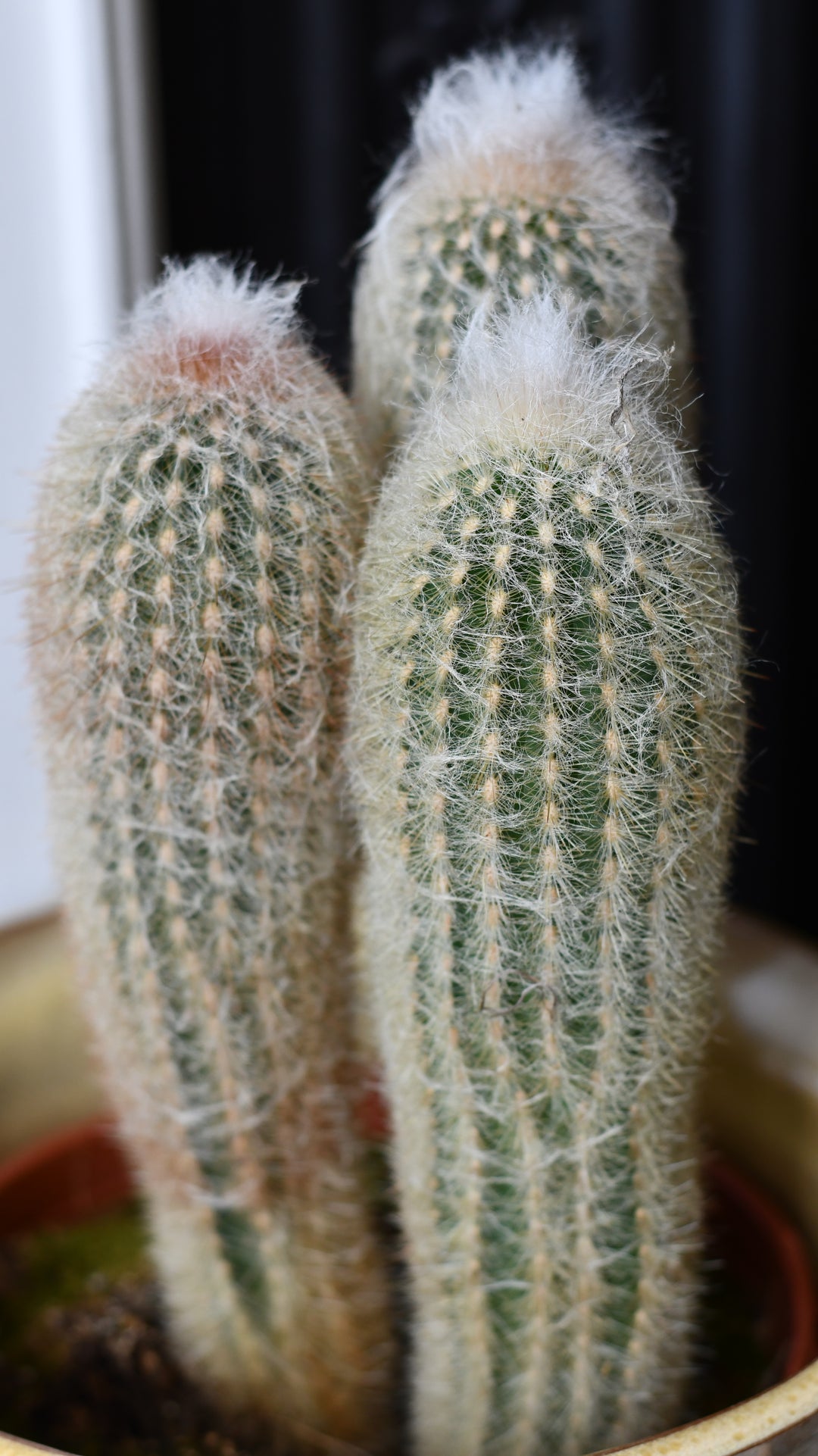 Old Man Cactus | Cephalocereus