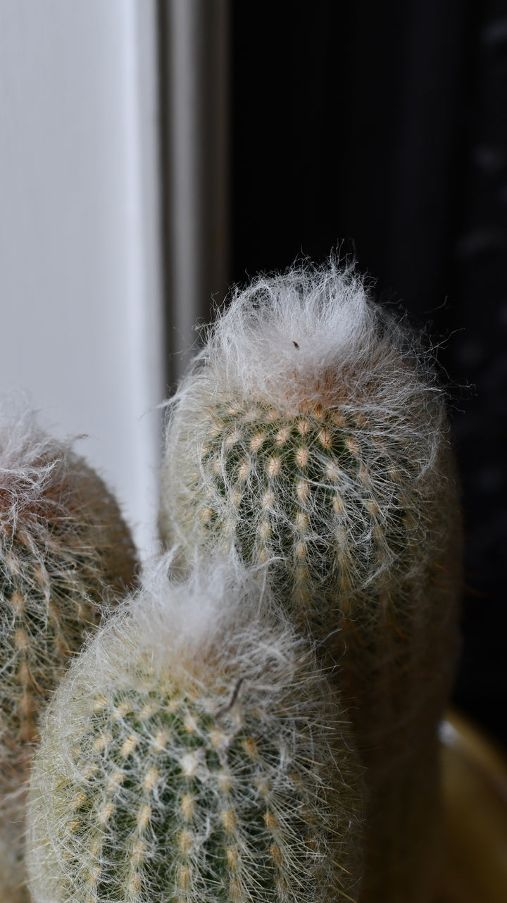Old Man Cactus | Cephalocereus