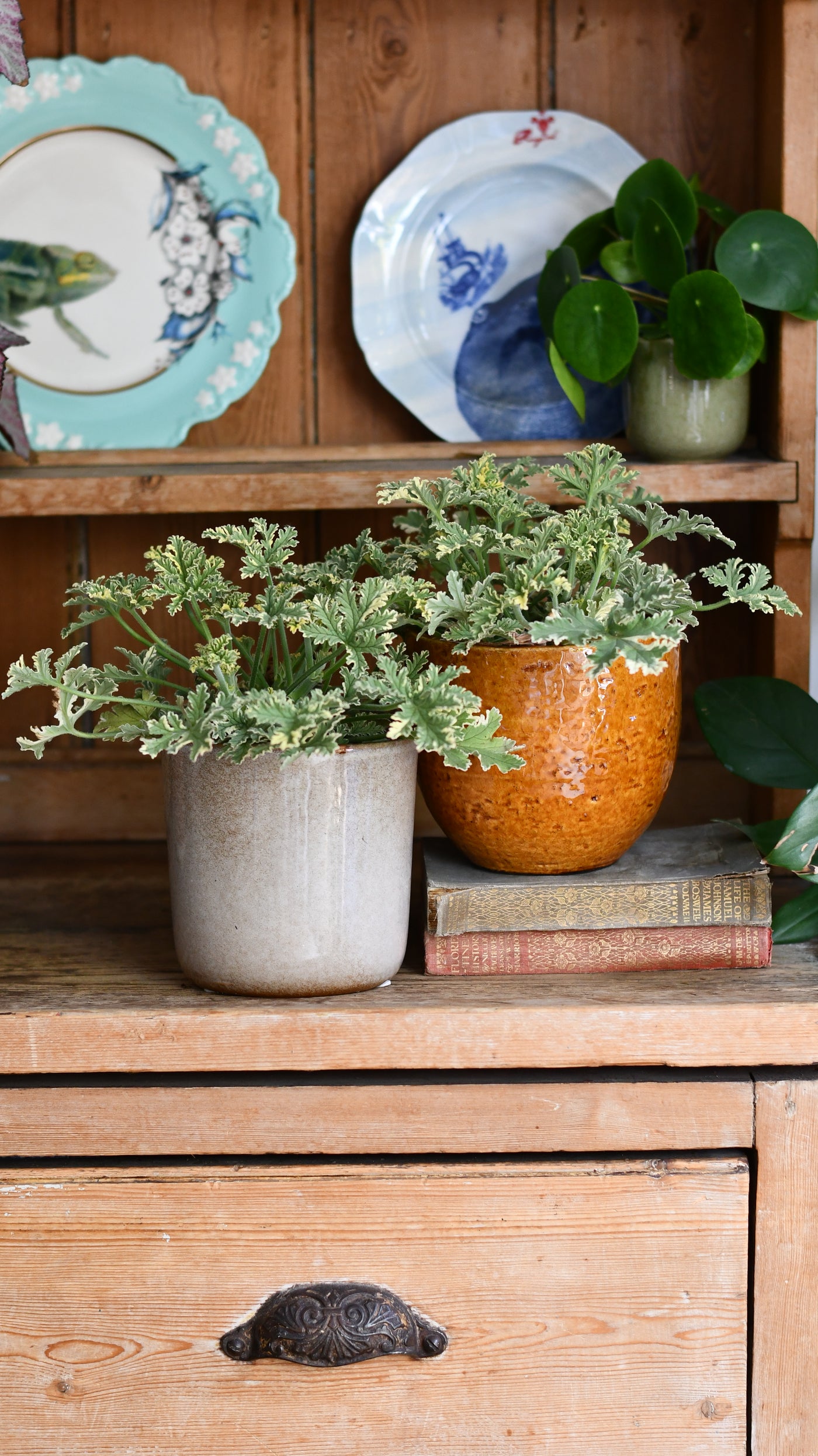 Mint Pelargonium – (Scented Geranium, Pelargonium crispum 'Variegatum')