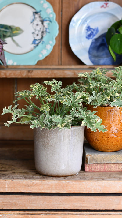 Mint Pelargonium – (Scented Geranium, Pelargonium crispum 'Variegatum')