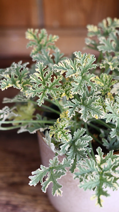 Mint Pelargonium – (Scented Geranium, Pelargonium crispum 'Variegatum')