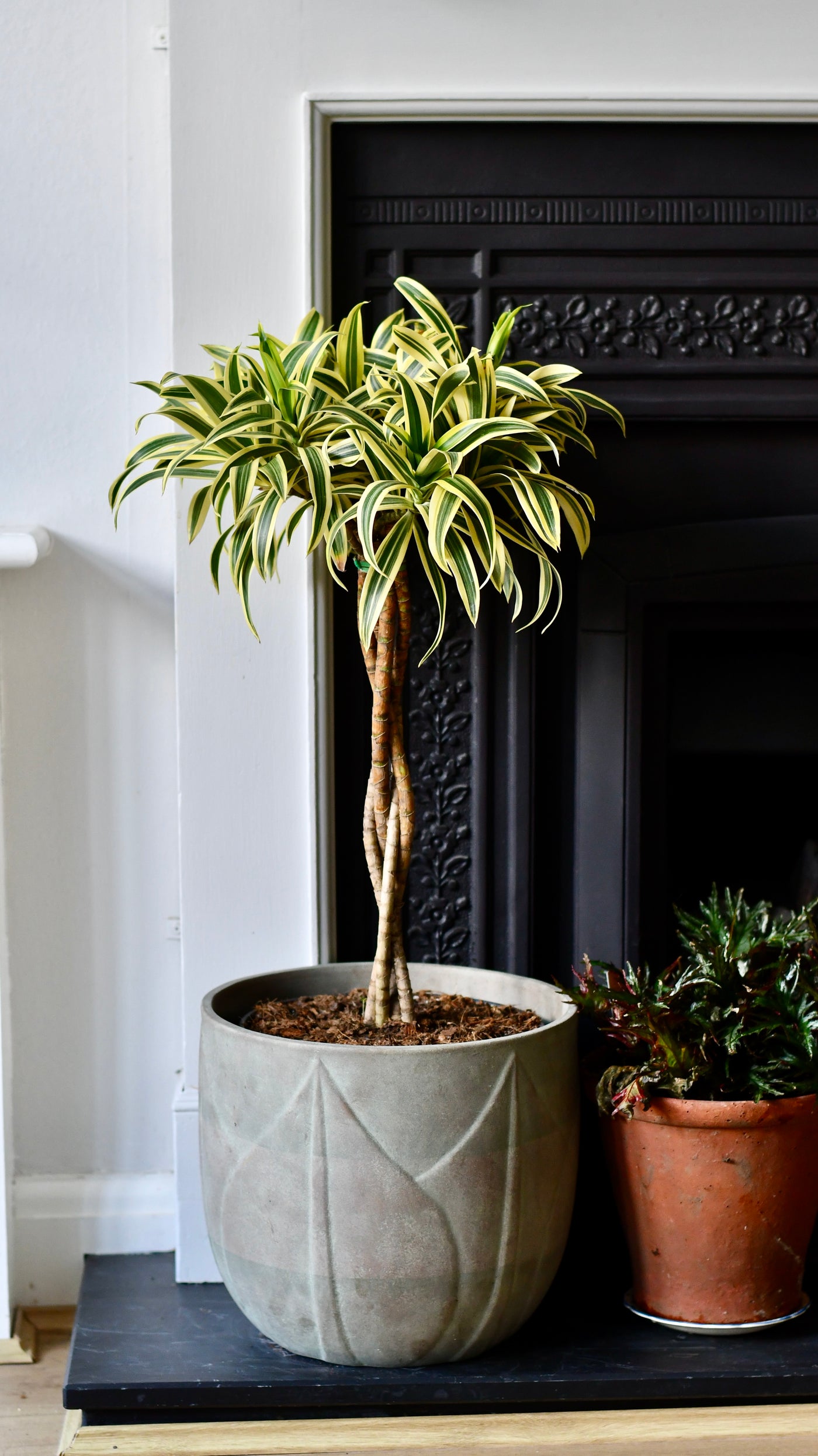 Dracaena Song of India (Dracaena reflexa – Rounded Crown Form)