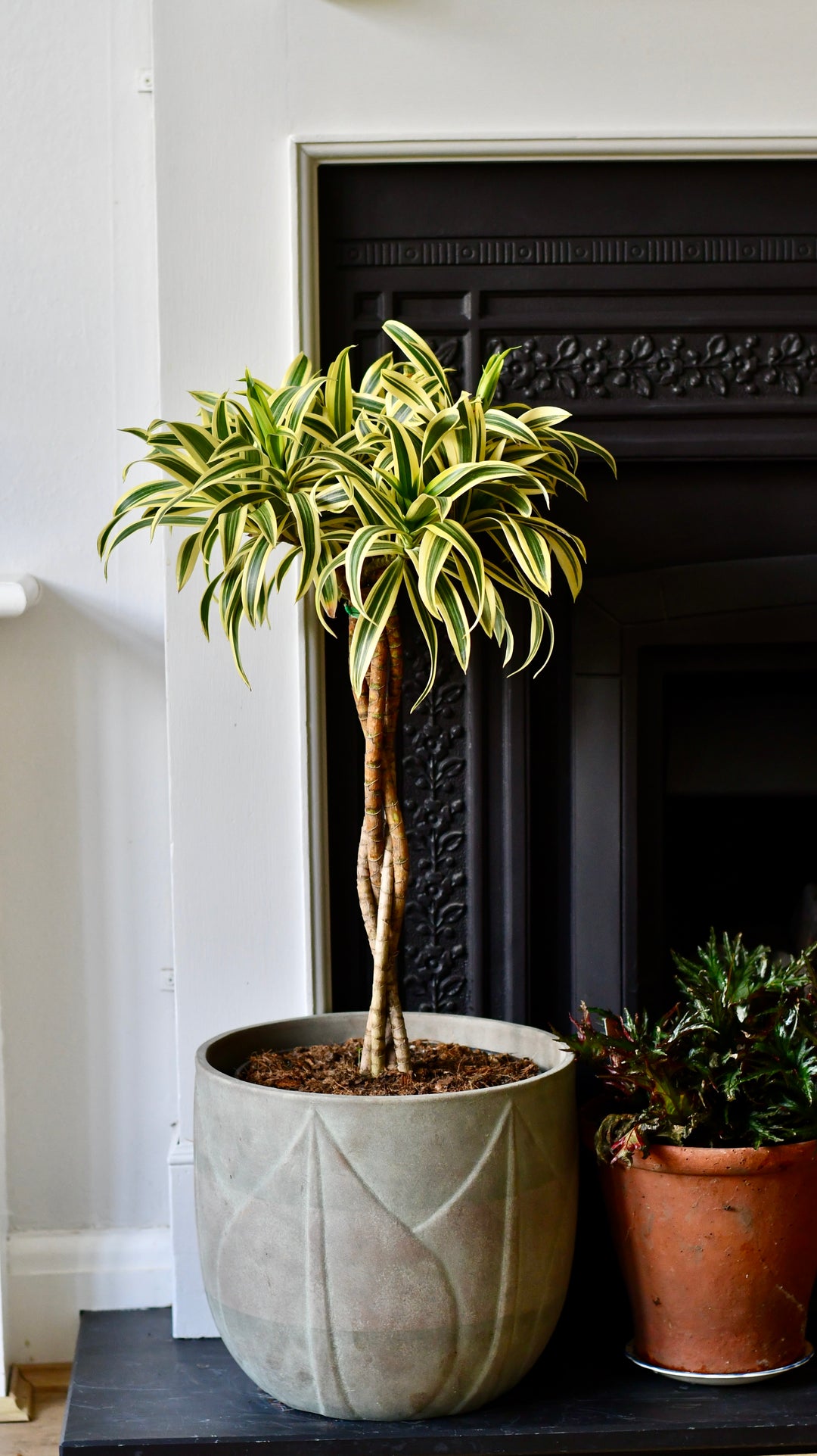 song of india plant indoor Dracaena Song of India (Dracaena reflexa – Rounded Crown Form) – Happy Houseplants