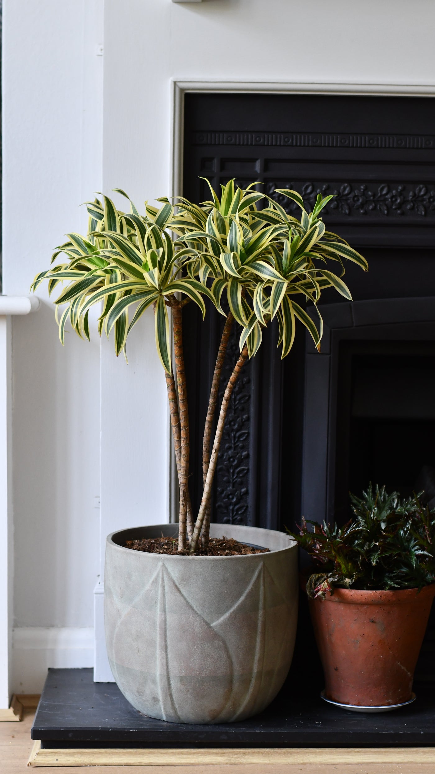 dracaena reflexa houseplant Dracaena Song of India (Dracaena reflexa – Rounded Crown Form) – Happy Houseplants