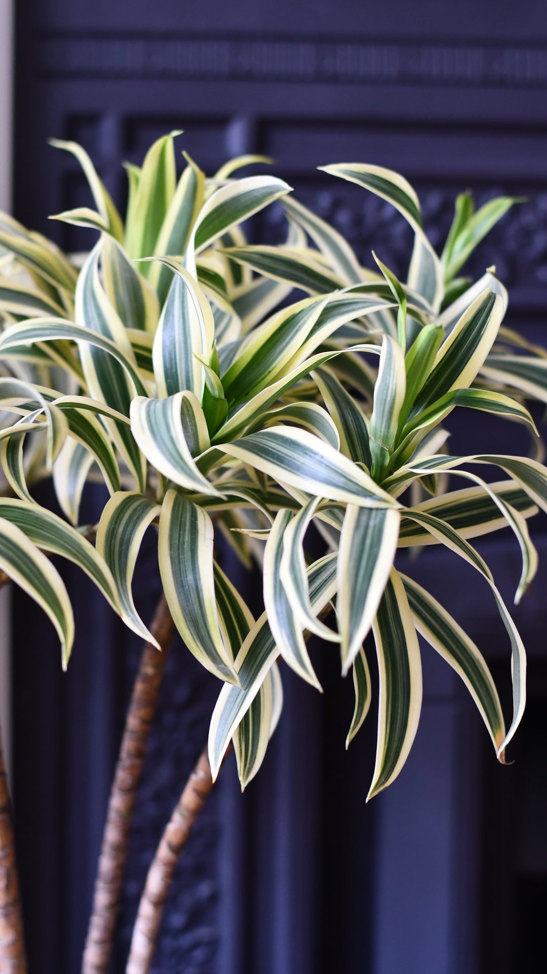 Dracaena Song of India (Dracaena reflexa  Rounded Crown Form)  Happy  Houseplants