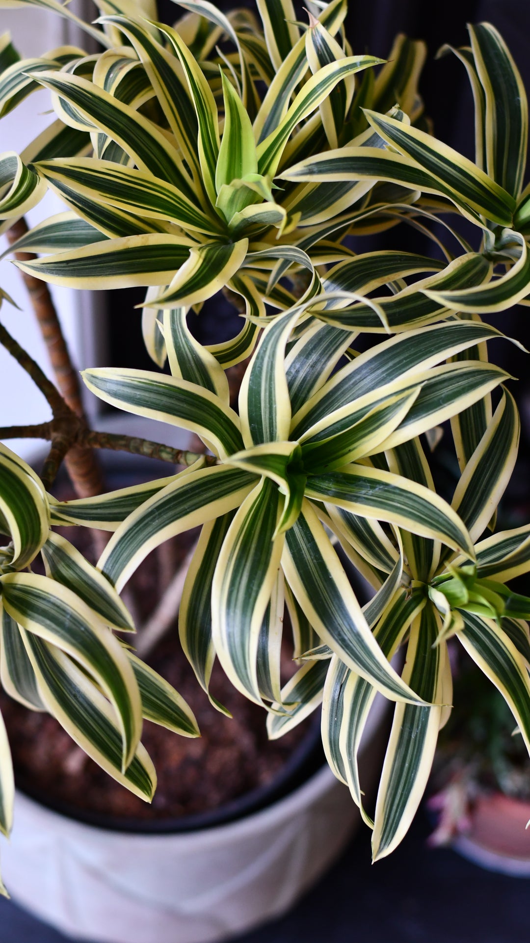 dracaena reflexa 'variegata' Dracaena Song of India (Dracaena reflexa – Rounded Crown Form) – Happy Houseplants