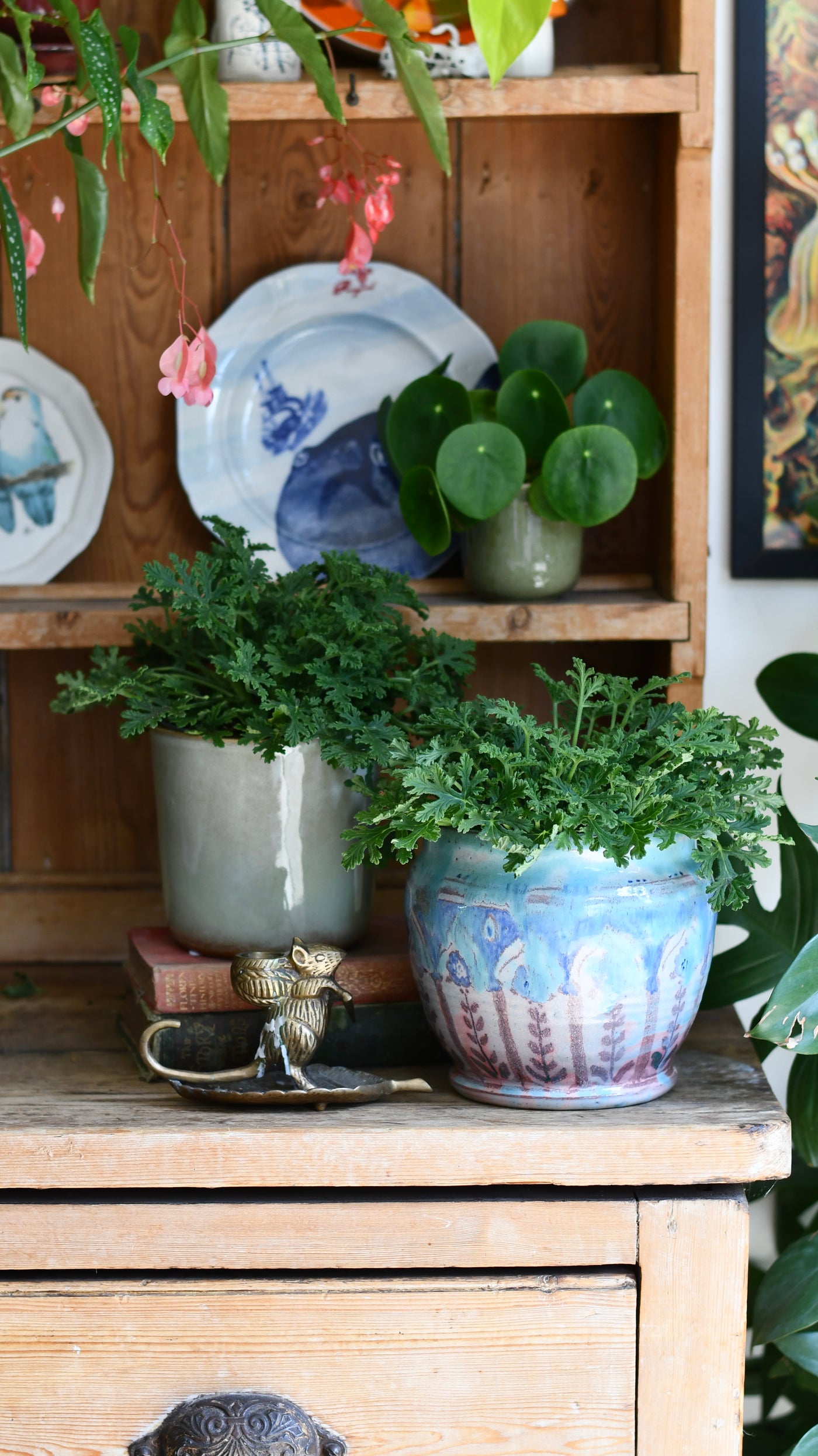Scented Pelargonium (Mosquito-Repelling)