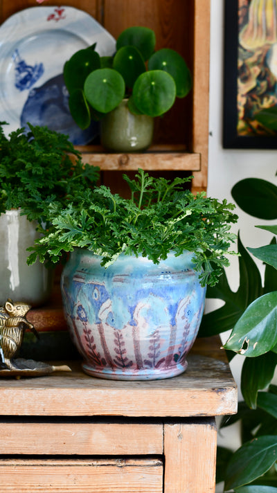 Scented Pelargonium (Mosquito-Repelling)